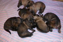 7 x female, 11 days old puppies