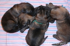 4 x male, 11 days old puppies